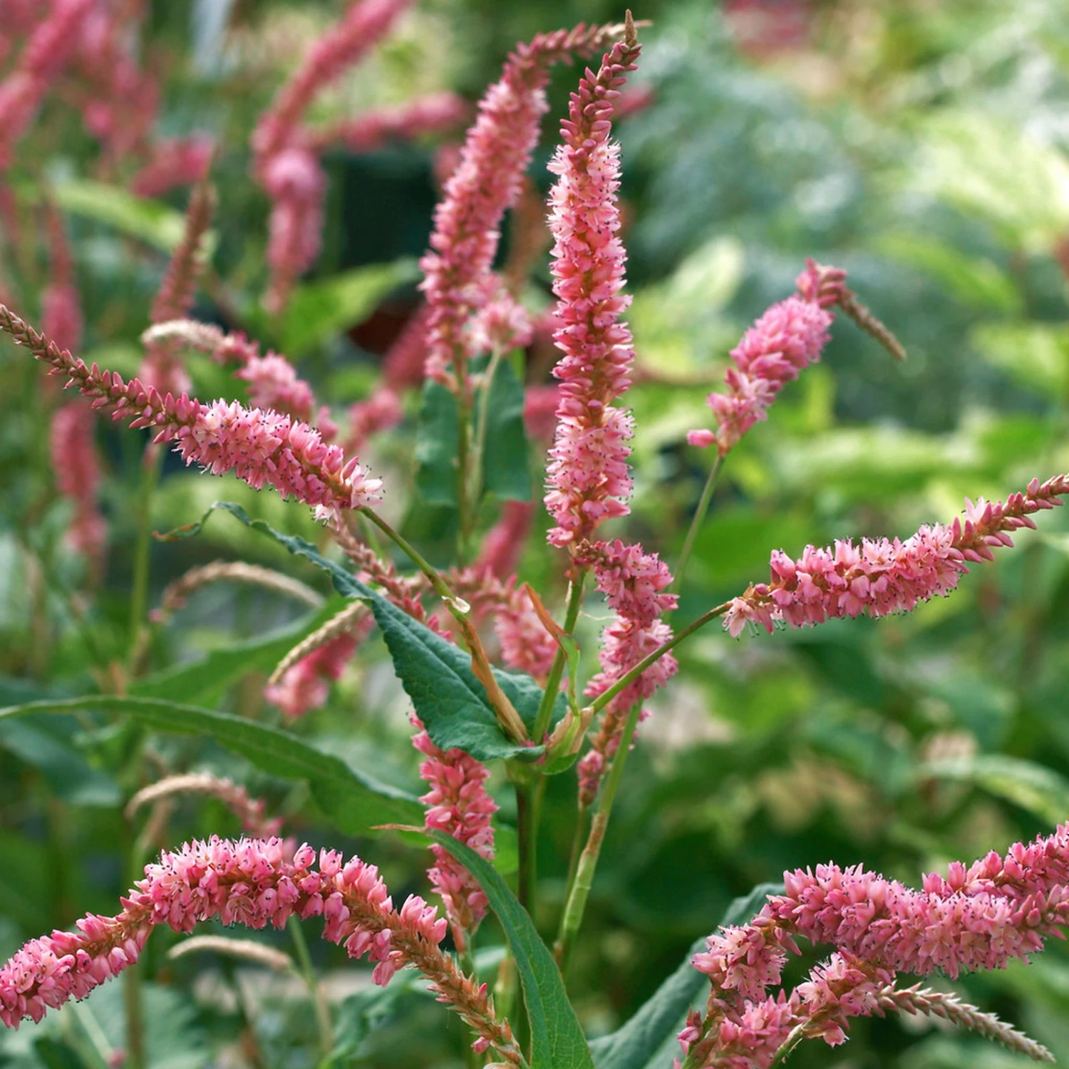 Bio Kerzen-Knöterich 'JS Caliente' Dunkelrot, Topf-Ø 11 Cm, 3er-Set 2 Bio Kerzen-Knöterich 'JS Caliente' Dunkelrot, Topf-Ø 11 Cm, 3er-Set - Image 2