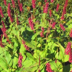 Bio Kerzen-Knöterich 'JS Caliente' Dunkelrot, Topf-Ø 11 Cm, 3er-Set 7 Bio Kerzen-Knöterich 'JS Caliente' Dunkelrot, Topf-Ø 11 Cm, 3er-Set -Compo Verkaufsgeschäft 0319100501 Bistorta amplex JS Calliente 3er Set rot 2 110648