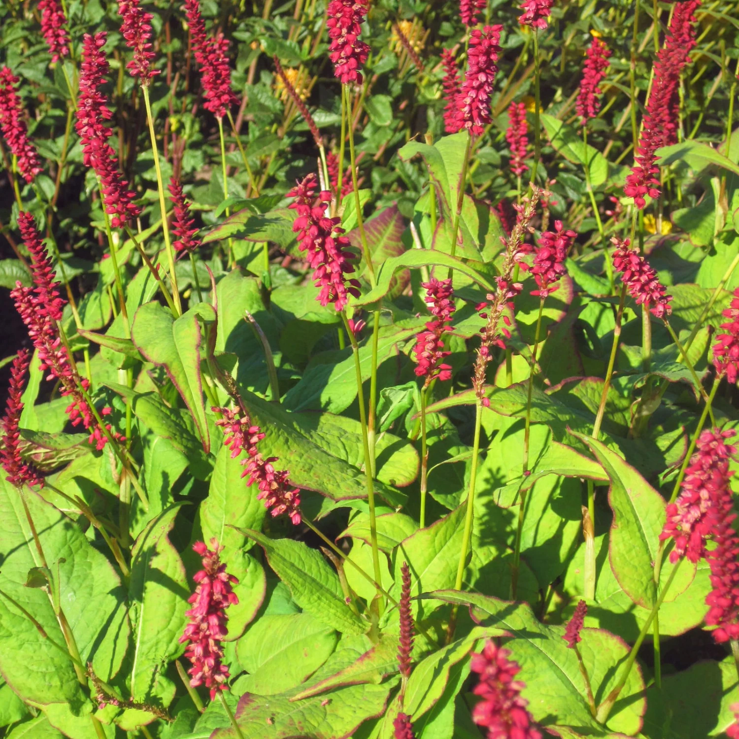 Bio Kerzen-Knöterich 'JS Caliente' Dunkelrot, Topf-Ø 11 Cm, 3er-Set 3 Bio Kerzen-Knöterich 'JS Caliente' Dunkelrot, Topf-Ø 11 Cm, 3er-Set - Image 3