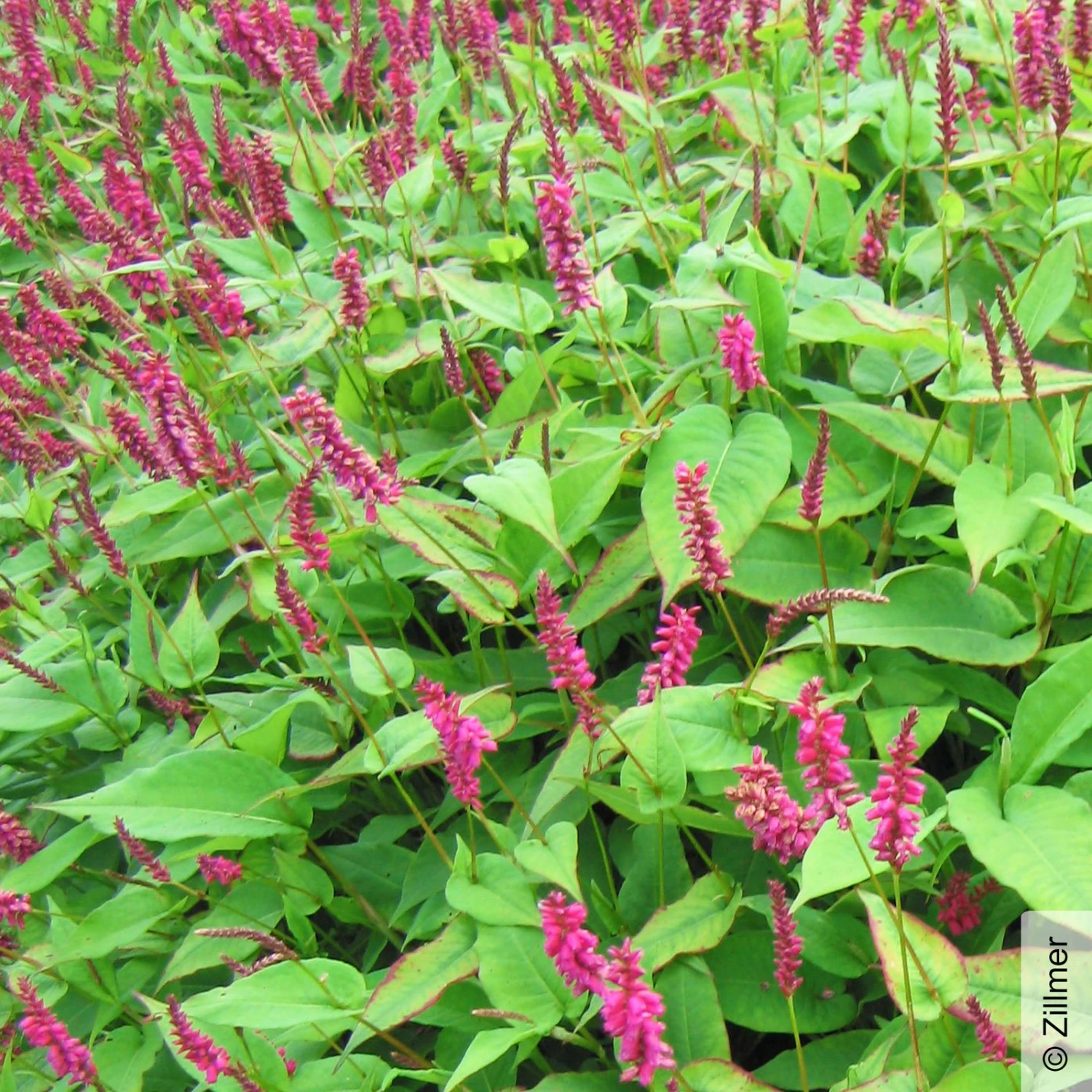 Bio Kerzen-Knöterich 'JS Caliente' Dunkelrot, Topf-Ø 11 Cm, 3er-Set 1 Bio Kerzen-Knöterich 'JS Caliente' Dunkelrot, Topf-Ø 11 Cm, 3er-Set