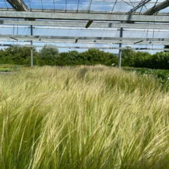 Bio Federgras, Topf-Ø 12 Cm, 3er-Set -Compo Verkaufsgeschäft 0319100517 Stipa tenuissima Ponytails 3er Set T12 17 122455