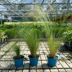 Bio Federgras, Topf-Ø 12 Cm, 3er-Set -Compo Verkaufsgeschäft 0319100517 Stipa tenuissima Ponytails 3er Set T12 4 122454