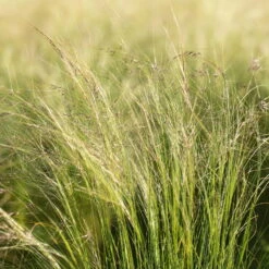 Pflanzenset 'Spätsommer-Gold' Gelb-orange, Topf-Ø 12 Cm, 4er-Set -Compo Verkaufsgeschäft 0319100517 Stipa tenuissima Ponytails 3er Set 2 107950 1