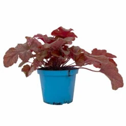 Heucherella 'Buttered Rum®', Karamellfarben, Topf-Ø 12 Cm, 3er-Set -Compo Verkaufsgeschäft 0319100529 Heucherella Buttered Rum 12cm karamellfarben 3er Set 1 114772