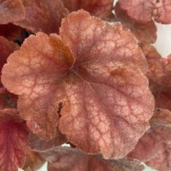 Heucherella 'Buttered Rum®', Karamellfarben, Topf-Ø 12 Cm, 3er-Set -Compo Verkaufsgeschäft 0319100529 Heucherella Buttered Rum 12cm karamellfarben 3er Set 3 114717
