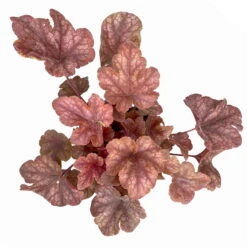Heucherella 'Buttered Rum®', Karamellfarben, Topf-Ø 12 Cm, 3er-Set -Compo Verkaufsgeschäft 0319100529 Heucherella Buttered Rum 12cm karamellfarben 3er Set 4 114773