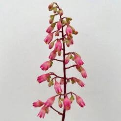 Purpurglöckchen 'Peppermint Spice' Grün-rosa, Topf-Ø 12 Cm, 3er-Set 13 Purpurglöckchen 'Peppermint Spice' Grün-rosa, Topf-Ø 12 Cm, 3er-Set -Compo Verkaufsgeschäft 0319100530 Heuchera Peppermint Spice 12cm Blatt dunkelgruen 3er Set 10 114716