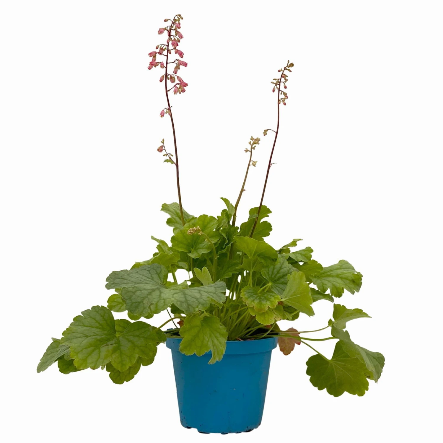 Purpurglöckchen 'Peppermint Spice' Grün-rosa, Topf-Ø 12 Cm, 3er-Set 2 Purpurglöckchen 'Peppermint Spice' Grün-rosa, Topf-Ø 12 Cm, 3er-Set – Bild 2