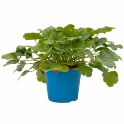 Purpurglöckchen 'Peppermint Spice' Grün-rosa, Topf-Ø 12 Cm, 3er-Set 16 Purpurglöckchen 'Peppermint Spice' Grün-rosa, Topf-Ø 12 Cm, 3er-Set -Compo Verkaufsgeschäft 0319100530 Heuchera Peppermint Spice 12cm Blatt dunkelgruen 3er Set 2 114777