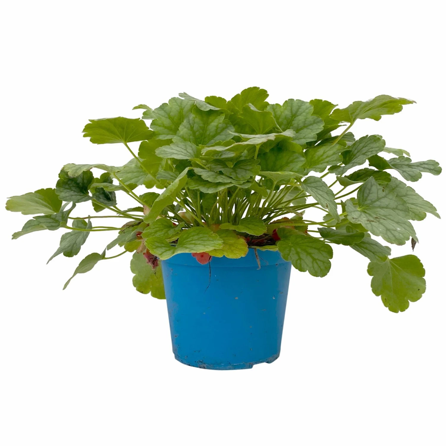 Purpurglöckchen 'Peppermint Spice' Grün-rosa, Topf-Ø 12 Cm, 3er-Set 7 Purpurglöckchen 'Peppermint Spice' Grün-rosa, Topf-Ø 12 Cm, 3er-Set – Bild 7