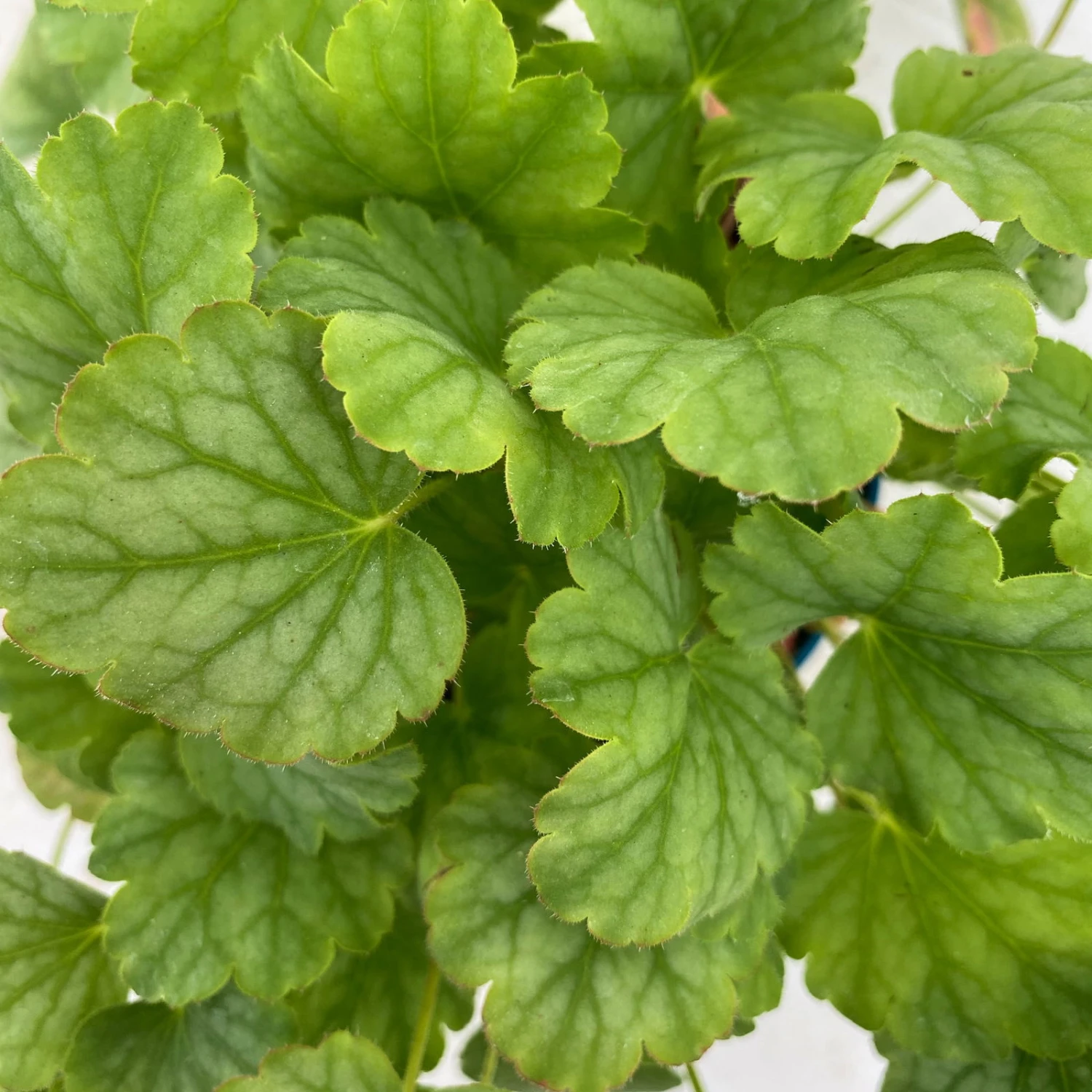 Purpurglöckchen 'Peppermint Spice' Grün-rosa, Topf-Ø 12 Cm, 3er-Set 1 Purpurglöckchen 'Peppermint Spice' Grün-rosa, Topf-Ø 12 Cm, 3er-Set