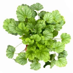 Purpurglöckchen 'Peppermint Spice' Grün-rosa, Topf-Ø 12 Cm, 3er-Set 17 Purpurglöckchen 'Peppermint Spice' Grün-rosa, Topf-Ø 12 Cm, 3er-Set -Compo Verkaufsgeschäft 0319100530 Heuchera Peppermint Spice 12cm Blatt dunkelgruen 3er Set 5 114778