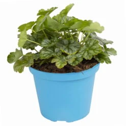 Purpurglöckchen 'Peppermint Spice' Grün-rosa, Topf-Ø 12 Cm, 3er-Set 14 Purpurglöckchen 'Peppermint Spice' Grün-rosa, Topf-Ø 12 Cm, 3er-Set -Compo Verkaufsgeschäft 0319100530 Heuchera Peppermint Spice 12cm Blatt dunkelgruen 1 114775