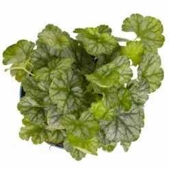 Purpurglöckchen 'Peppermint Spice' Grün-rosa, Topf-Ø 12 Cm, 3er-Set 15 Purpurglöckchen 'Peppermint Spice' Grün-rosa, Topf-Ø 12 Cm, 3er-Set -Compo Verkaufsgeschäft 0319100530 Heuchera Peppermint Spice 12cm Blatt dunkelgruen 2 114776