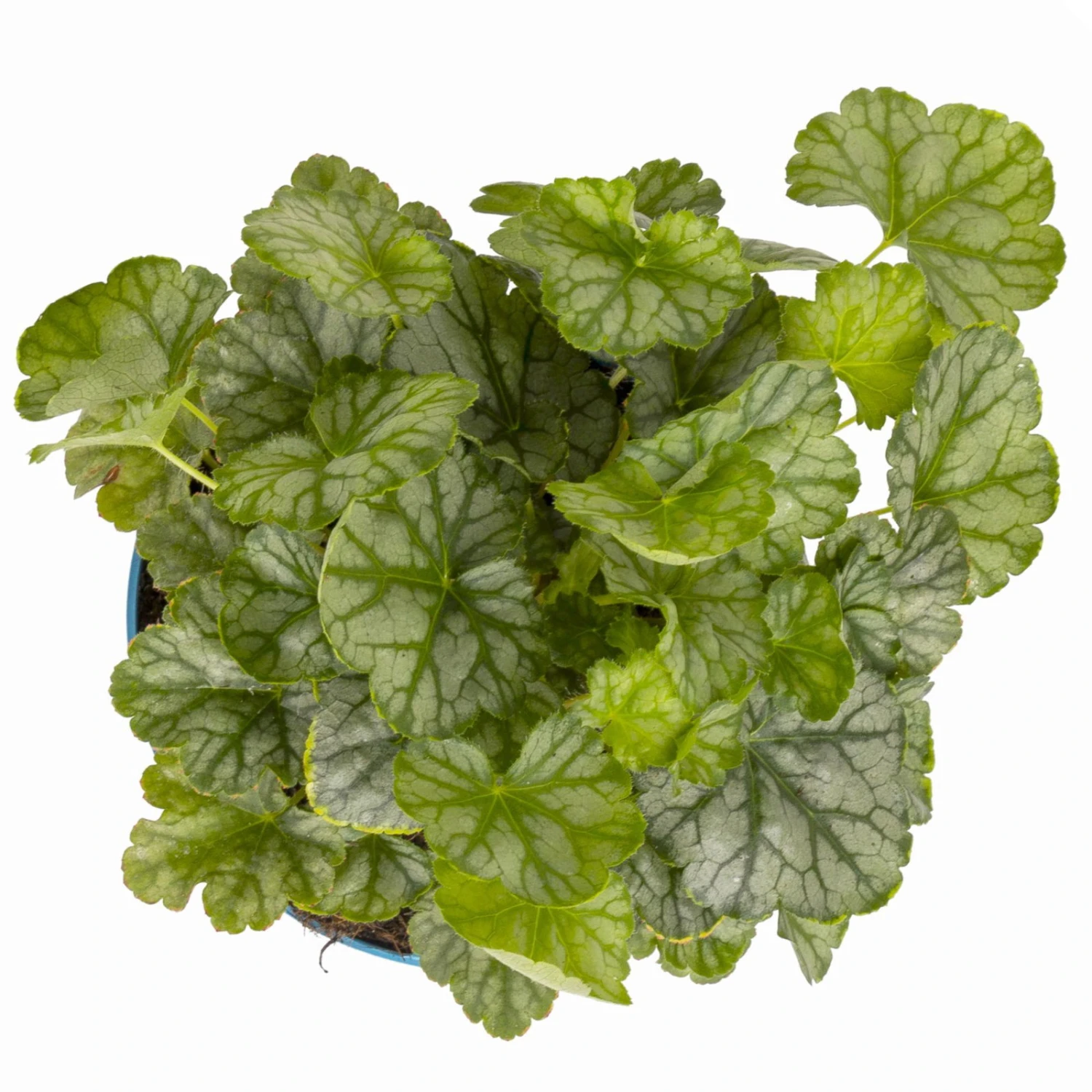 Purpurglöckchen 'Peppermint Spice' Grün-rosa, Topf-Ø 12 Cm, 3er-Set 6 Purpurglöckchen 'Peppermint Spice' Grün-rosa, Topf-Ø 12 Cm, 3er-Set – Bild 6