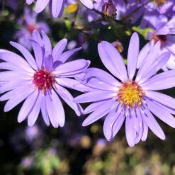 Bio Schleieraster 'Blue Heaven' Blau, Topf-Ø 11 Cm, 3er-Set