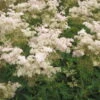 Mädesüß 'Rosa Schleier' Rosa, Topf-Ø 11 Cm, 3er-Set -Compo Verkaufsgeschäft 0319100538 Filipendula palmata Rosa Schleier 120375