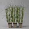 Bio Palmwedel-Segge Rotbraun, Topf-Ø 11 Cm, 3er-Set -Compo Verkaufsgeschäft 0319100543 carex muskingumensis1 125706