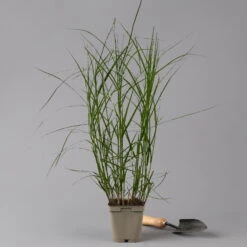 Bio Palmwedel-Segge Rotbraun, Topf-Ø 11 Cm, 3er-Set -Compo Verkaufsgeschäft 0319100543 carex muskingumensis 125705