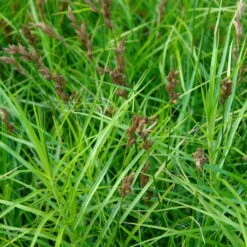 Bio Palmwedel-Segge Rotbraun, Topf-Ø 11 Cm, 3er-Set -Compo Verkaufsgeschäft 0319100543 Carex muskingumensis beschnitten 120384