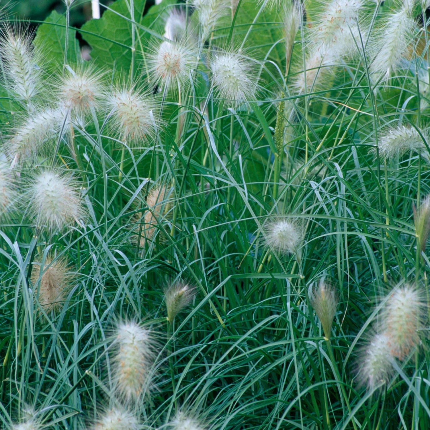 Bio Zwerg-Lampenputzergras 'Little Bunny' Gelblich-braun, Topf-Ø 11 Cm, 3er-Set 3 Bio Zwerg-Lampenputzergras 'Little Bunny' Gelblich-braun, Topf-Ø 11 Cm, 3er-Set - Image 3