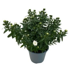 Aster Novi-belgii, Weiss Gefüllt, Topf-Ø 12 Cm, 6er-Set 10 Aster Novi-belgii, Weiss Gefüllt, Topf-Ø 12 Cm, 6er-Set -Compo Verkaufsgeschäft 0319200001 Aster novi belgii T12 weiss gefuellt 3er Set WS 4 95807