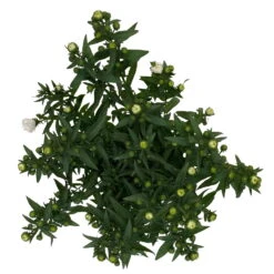 Aster Novi-belgii, Weiss Gefüllt, Topf-Ø 12 Cm, 6er-Set 11 Aster Novi-belgii, Weiss Gefüllt, Topf-Ø 12 Cm, 6er-Set -Compo Verkaufsgeschäft 0319200001 Aster novi belgii T12 weiss gefuellt 3er Set WS 5 95808