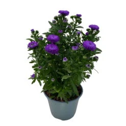 Aster Novi-belgii, Blau Gefüllt, Topf-Ø 12 Cm, 3er-Set 11 Aster Novi-belgii, Blau Gefüllt, Topf-Ø 12 Cm, 3er-Set -Compo Verkaufsgeschäft 0319200003 Aster novi belgii T12 blau gefuellt 3er Set WS 4 95813