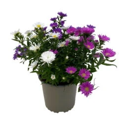 Aster Novi-belgii 'Trio', 3er-Set, Weiß-rosa-blau, Topf 12/13 Cm Ø -Compo Verkaufsgeschäft 0319200007 Aster novi belgii gefuellt Trio weiss rosa blau 3er Set WS 2 95821