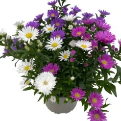 Aster Novi-belgii 'Trio', 3er-Set, Weiß-rosa-blau, Topf 12/13 Cm Ø -Compo Verkaufsgeschäft 0319200007 Aster novi belgii gefuellt Trio weiss rosa blau 3er Set WS 3 95822