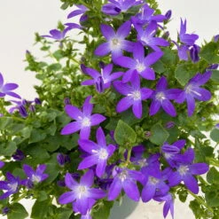 Hängepolster-Glockenblume 'Adansa® Purple' Blau-weiß, Topf-Ø 15 Cm, 3er-Set -Compo Verkaufsgeschäft 0319200068 Campanula posch Adansa Purple blau weisses Auge 3er Set 8 111165
