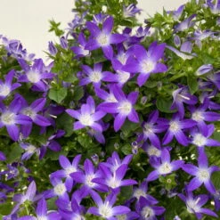 Hängepolster-Glockenblume 'Adansa® Purple' Blau-weiß, Topf-Ø 15 Cm, 3er-Set -Compo Verkaufsgeschäft 0319200068 campanula poschaskyana adansa purple blau weiss 3 125036