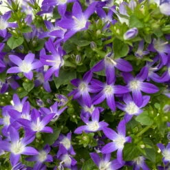 Hängepolster-Glockenblume 'Adansa® Purple' Blau-weiß, Topf-Ø 15 Cm, 3er-Set -Compo Verkaufsgeschäft 0319200068 campanula poschaskyana adansa purple blau weiss 4 125035