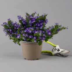 Hängepolster-Glockenblume 'Adansa® Purple' Blau-weiß, Topf-Ø 15 Cm, 3er-Set -Compo Verkaufsgeschäft 0319200068 campanula poschaskyana adansa purple blau weiss f 126063