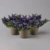 Hängepolster-Glockenblume 'Adansa® Purple' Blau-weiß, Topf-Ø 15 Cm, 3er-Set -Compo Verkaufsgeschäft 0319200068 campanula poschaskyana adansa purple blau weiss t 126062