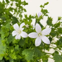 Polster-Glockenblume 'Adansa® White' Weiß, Topf-Ø 15 Cm, 3er-Set -Compo Verkaufsgeschäft 0319200069 Campanula porten Adansa White weiss 3er Set 7 111166