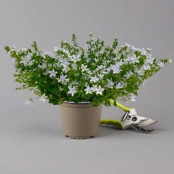Polster-Glockenblume 'Adansa® White' Weiß, Topf-Ø 15 Cm, 3er-Set -Compo Verkaufsgeschäft 0319200069 campanula portenschlagiana adansa white f 126065