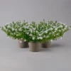 Polster-Glockenblume 'Adansa® White' Weiß, Topf-Ø 15 Cm, 3er-Set 15 Polster-Glockenblume 'Adansa® White' Weiß, Topf-Ø 15 Cm, 3er-Set -Compo Verkaufsgeschäft 0319200069 campanula portenschlagiana adansa white t 126064