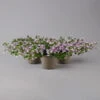 Hängepolster-Glockenblume 'Adansa® Pink' Rosa, Topf-Ø 15 Cm, 3er-Set 17 Hängepolster-Glockenblume 'Adansa® Pink' Rosa, Topf-Ø 15 Cm, 3er-Set -Compo Verkaufsgeschäft 0319200070 campanula poschaskyana adansa pink rosa t 126066