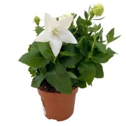 Ballonblume, Weiß, Topf-Ø 12 Cm, 6er-Set 7 Ballonblume, Weiß, Topf-Ø 12 Cm, 6er-Set -Compo Verkaufsgeschäft 0319200084 Platycodon grandiflorus weiss 6er Set T12 1 111562