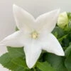 Ballonblume, Weiß, Topf-Ø 12 Cm, 6er-Set -Compo Verkaufsgeschäft 0319200084 Platycodon grandiflorus weiss 6er Set T12 2 111457