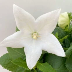 Ballonblume, Weiß, Topf-Ø 12 Cm, 6er-Set