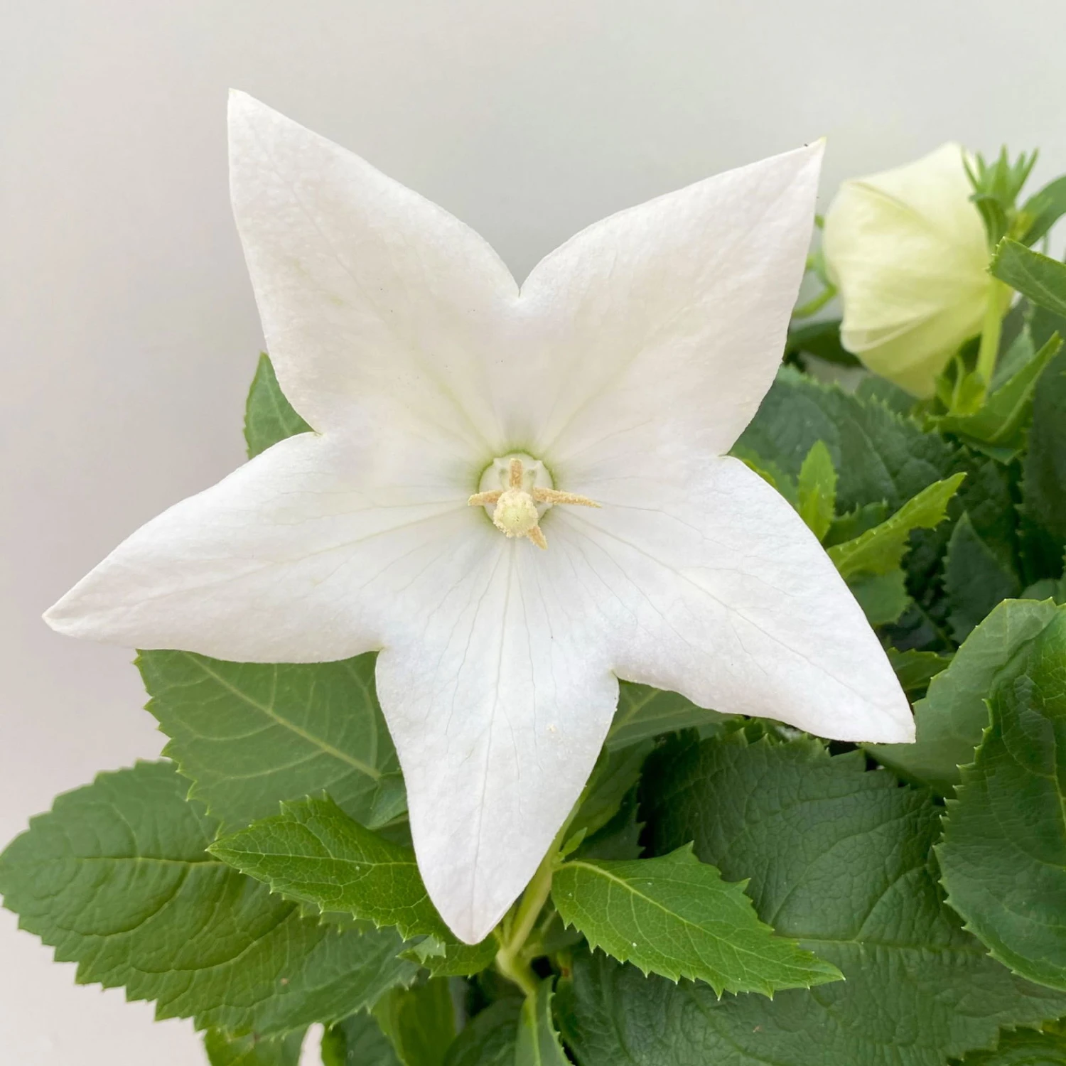 Ballonblume, Weiß, Topf-Ø 12 Cm, 6er-Set 2 Ballonblume, Weiß, Topf-Ø 12 Cm, 6er-Set - Image 2