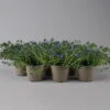 Steinsame Blau, Topf-Ø 12 Cm, 6er-Set -Compo Verkaufsgeschäft 0319200117 Lithodora diffusa NR 6er Set 13cm Topf 2 126143