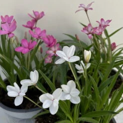 Grasstern, Farbe Zufällig, Topf-Ø 13 Cm, 6er-Set -Compo Verkaufsgeschäft 0319200119 rhodohypoxis mix 2 122207