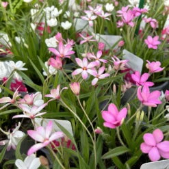 Grasstern, Farbe Zufällig, Topf-Ø 13 Cm, 6er-Set -Compo Verkaufsgeschäft 0319200119 rhodohypoxis mix 3 122206