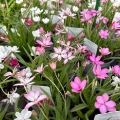 Grasstern, Farbe Zufällig, Topf-Ø 13 Cm, 6er-Set -Compo Verkaufsgeschäft 0319200119 rhodohypoxis mix 4 122205