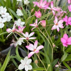 Grasstern, Farbe Zufällig, Topf-Ø 13 Cm, 6er-Set -Compo Verkaufsgeschäft 0319200119 rhodohypoxis mix 5 122204