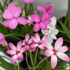 Grasstern, Farbe Zufällig, Topf-Ø 13 Cm, 6er-Set -Compo Verkaufsgeschäft 0319200119 rhodohypoxis mix 7 122203