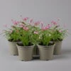 Grasstern, Farbe Zufällig, Topf-Ø 13 Cm, 6er-Set -Compo Verkaufsgeschäft 0319200152 rhodohypoxis mix rosa weiss 1 122400